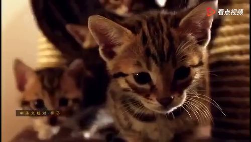 BBC一个高分纪录片 小猫的秘密 ,该片讲述一些非常特别的小猫出生第一年的生活, 