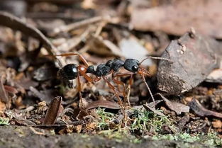 世界上最凶残的几种蚂蚁,沙漠行军蚁也在其中 