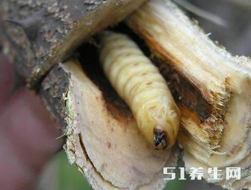 斗米虫的功效与作用，农村山上有一种叫“斗米虫”的虫子,有什么功效和作用