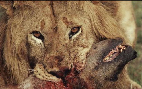 狮子为什么很少吃鬣狗,为什么狮子很少吃鬣狗