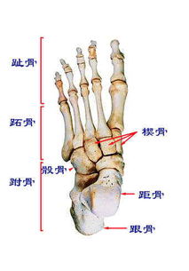 足部骨头结构图 信息图文欣赏 信息村 K0w0m Com