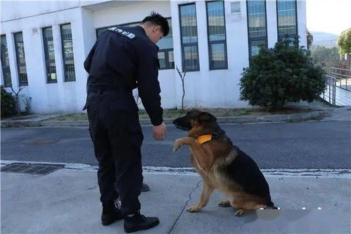 南京退役警犬的 晚年 生活