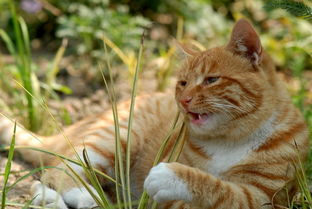 花坛里吃草的猫专辑 山里黄鹰 