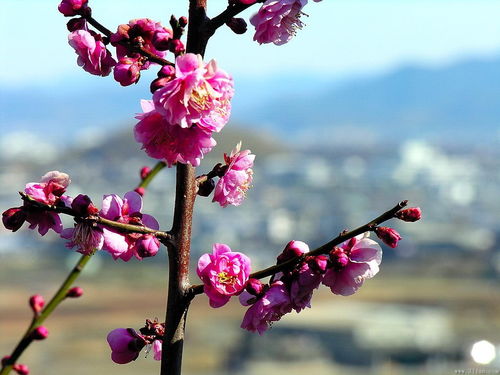 宝剑梅花 搜狗百科 