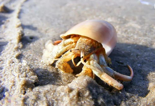 神奇的海洋生物太神奇啦