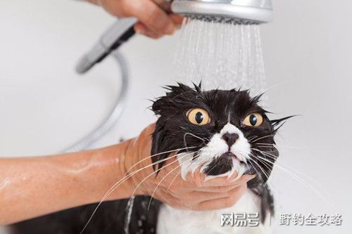 养宠知识 可不可以用滴露洗手液洗猫 滴露洗手液可以给猫洗澡吗