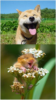 动物们开心的笑脸,据说看到就有好运气