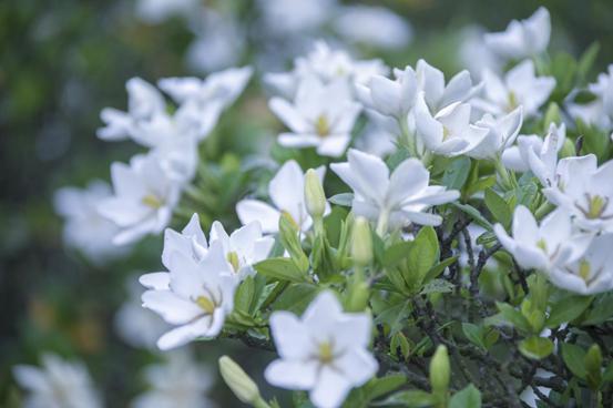 香约美好,来溧水这片山栀花海享受夏日时光