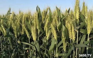 小麦品种如何选择 冬性 半冬性 春性小麦到底是咋回事