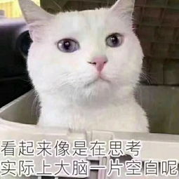 暗访紫金港猫色场所 