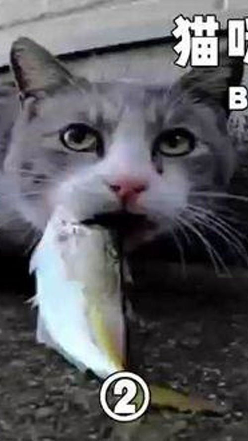 猫咪真的喜欢吃鱼吗 