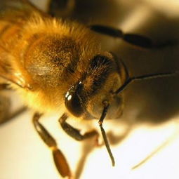 新的研究结果表明西方的蜜蜂 意蜂 的视力要远好于以前的预计 蜜蜂这种微小生物,其脑部的神经数量小于100万,但它的视觉却惊人地复杂 这种相对简单的脑部结构使得蜜蜂成为研究视觉感 