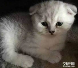 图 CFA WCF TICA注册的纯种猫舍 出售幼猫 北京宠物猫 