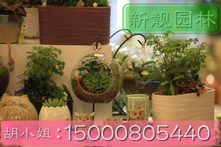 上海绿植租赁公司推荐：浦东绿植租赁哪家好？