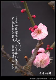关于春节赞美花的诗句古诗大全