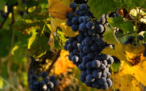 你知道平时吃的葡萄与酿酒葡萄有什么不同吗