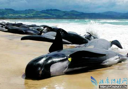 鲸鱼集体自杀是因为什么 鲸鱼不能在水下呼吸怎么在水里睡觉