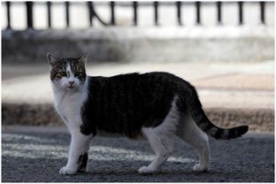 唐宁街 公务猫 传奇 流水的英国首相,铁打的捕鼠大臣