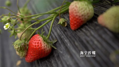 稀奇 百元1斤,1颗好几元,海宁本土产新品果子正上市,你吃过吗 草莓 