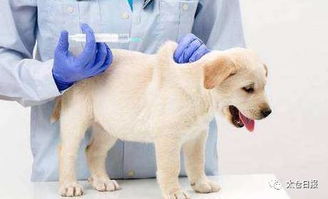 你家的狗狗该打狂犬病疫苗了 