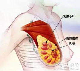 乳腺增生的食疗方法