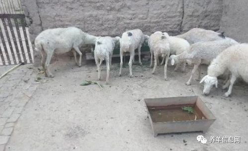 养羊户注意了 卖羊过程中遇到的3种骗局,已有不少人吃亏上当