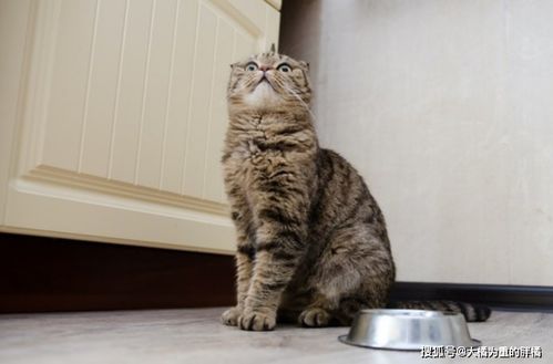 猫咪为何不再当着主人的面吃饭 指定这5点上有问题,别去打扰它 