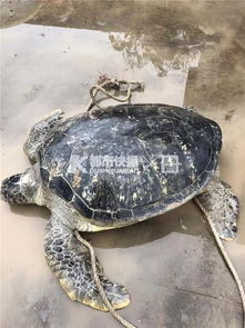 心疼 浙江海滩惊现一只200多斤的大海龟,可惜