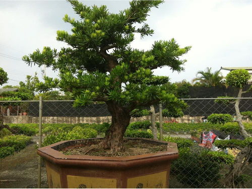 罗汉松种子的图片,罗汉松种子：千年的松树，万年的文化
