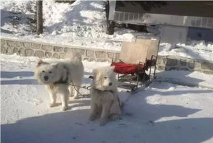 养狗千日,用狗一时 终于在下雪时派上用场了 