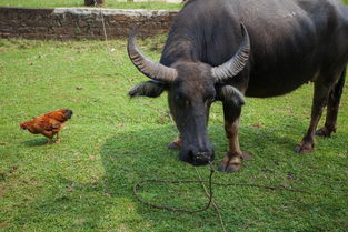 黄牛 水牛和老虎的故事,为什么老虎吃黄牛却怕水牛呢