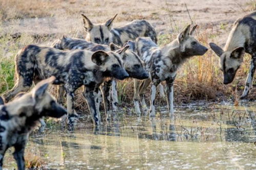 非洲鬣狗与非洲野犬哪个更厉害 为什么