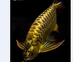 野生龙鱼,野生龙鱼:水族箱里巨大的史前野兽。