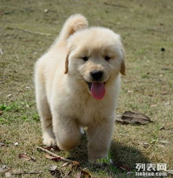 金毛幼崽500元可以买吗,纯种母金毛幼犬多少钱一只？