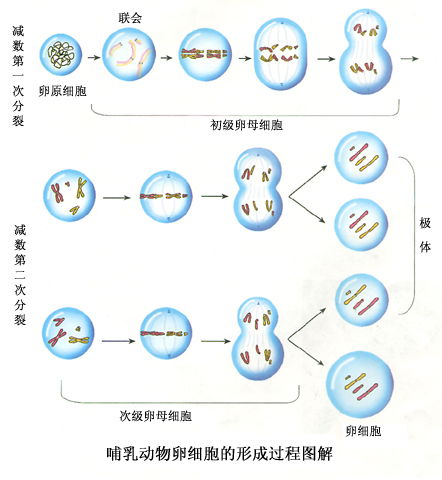 卵细胞的形成过程(用卵细胞的形成为例来说明减数分裂的过程)