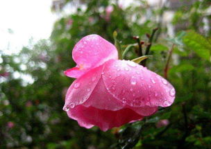 关于春雨的俗语诗句