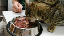 猫能天天吃水煮鸡胸肉吗