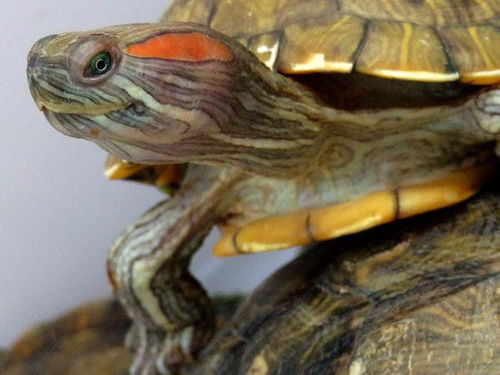 巴西龟一般几月开始进食 