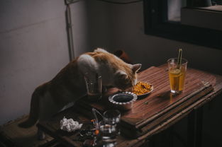 杯弓蛇影，一场心理阴影下的奇幻故事，杯弓蛇影故事原文