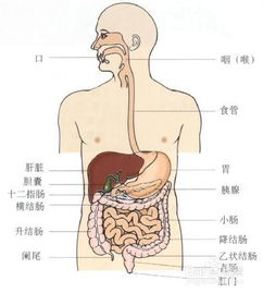 人的消化器官图