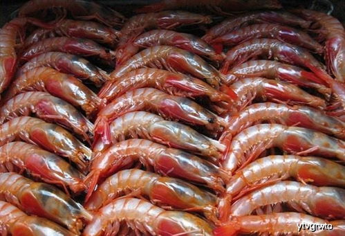 孕妇能吃海虾吗孕妇的几个小常识