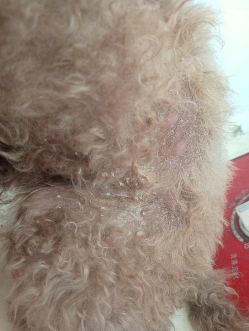 狗狗这是得了哪种皮肤病,用什么药好 病情,有大量皮屑,掉毛 