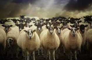 两群羊的选择,此生必读 