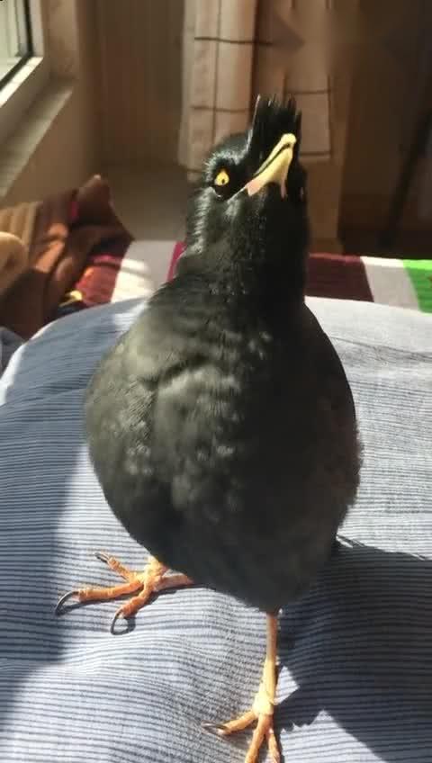 这是什么鸟,竟然会唱歌 