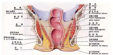 肛门一收缩就有疼痛感,了解原因
