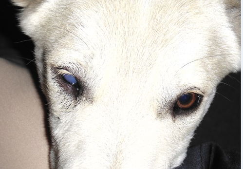 狗狗眼睛被蜜蜂蜇了,现在眼睛很奇怪像得了白内障一样晶状体浑浊,成乳白色是怎么回事 