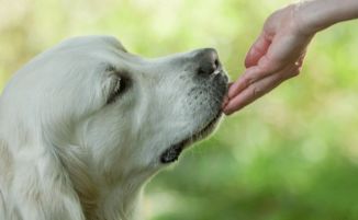 狗狗吃饭为什么把物叼出来吃 为什么不在盆里吃呢