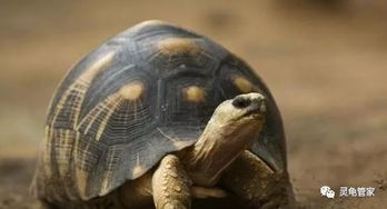 饲养乌龟,养殖的历史与现状及意义,小知识分享