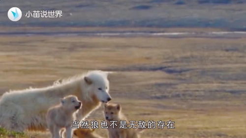 食狼鹰专门吃狼,是狼的天敌,狼听到名字都要落荒而逃 