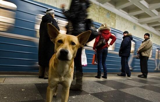 流浪狗长期居住在地铁站,悟出搭地铁的礼貌,常为乘客让座